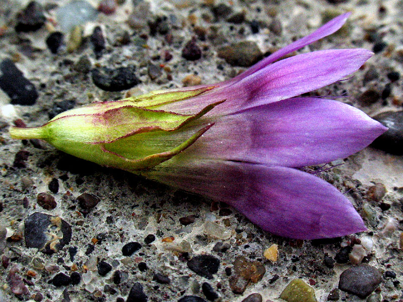 Gentianella engadinensis / Genzianella dell''Engadina